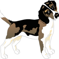 beagle dog beagle dog